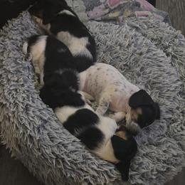 Dachshund Puppies from Kandice's Dachshunds