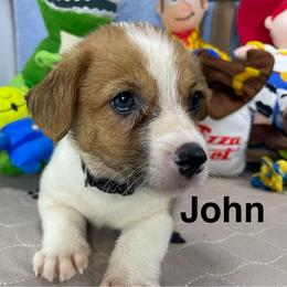 John - Red male Pembroke Welsh Corgi puppy in Apison, Tennessee from Ashmore Corgis