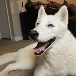 Siberian Husky All Grown Up from Majestic Siberian Huskies