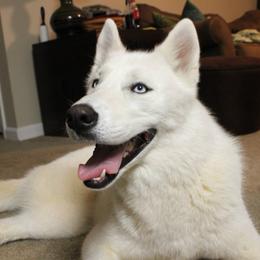 Siberian Husky All Grown Up from Majestic Siberian Huskies