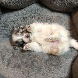 Pomeranian Puppies from Froggwoods Pomeranians