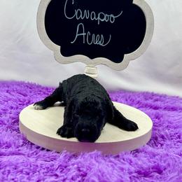 Archie - Tri-color male Bernedoodle puppy in Lancaster, Missouri from Cavapoo Acres