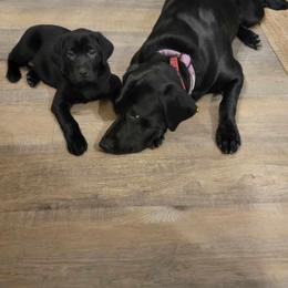 Bailey - Labrador Retriever