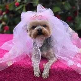 Yorkshire Terrier Puppies from YORKIE BY THE LAKE