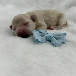 Boy 2 - Apricot male Maltipoo puppy in Turlock, California from 209PuppiesCaliforniaMaltipoo