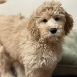 Toffee - SM0555 - Cream male Australian Labradoodle puppy in Easley, South Carolina from Royal Diamond Labradoodles