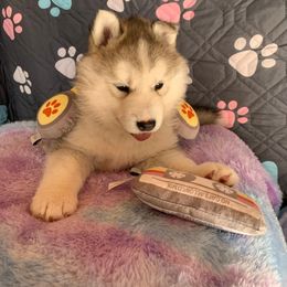 Siberian Husky Puppies from Canace Siberians