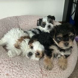 Morkies from Sabrina's Morkie Poo’s