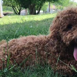 Goldendoodles from Mini Missions Pups