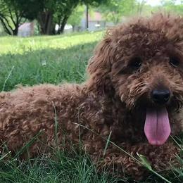 Goldendoodles from Mini Missions Pups