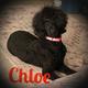 Chloe