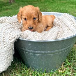 River - Red male Dachshund puppy in Crossville, Tennessee from Golden Mini Farm