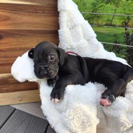 Ace - Black female Great Dane puppy in Arpin, Wisconsin from Arpin Great Danes
