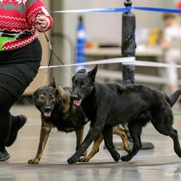 German Shepherd Puppies from Vom Cosabar