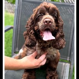 Willow - Cocker Spaniel
