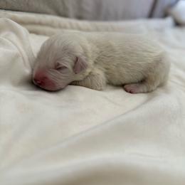 Light Blue Collar - White male Great Pyrenees puppy in Tehachapi, California from Country Oaks Farm