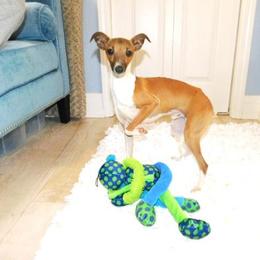 Bruno - Italian Greyhound