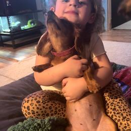 Dachshund and Miniature Australian Shepherd Puppies from Southern Charm Kennels