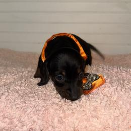 Dachshund Puppies from Wiggle Weens