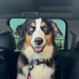 Lainey - Black tri-color female Australian Shepherd puppy in San Tan Valley, Arizona from SJR AUSSIES