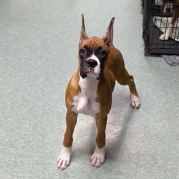 Pink - Fawn female Boxer puppy in Butler, Pennsylvania from Schaible's Boxer Huddle