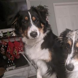 Miniature Australian Shepherds from Northern Neck Aussies