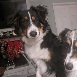 Miniature Australian Shepherds from Northern Neck Aussies