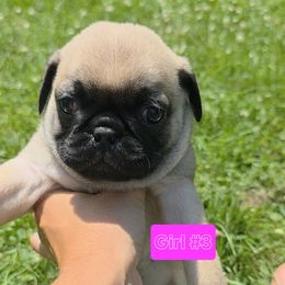 Pug Puppies from Stubbys pugs