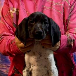 Roo - Black and white female German Shorthaired Pointer puppy in Aitkin, Minnesota from Whispering’s GunDogs