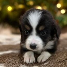 Miniature Australian Shepherds from Magnolia Spring Aussies