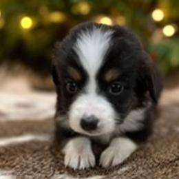 Miniature Australian Shepherds from Magnolia Spring Aussies
