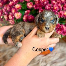 Cooper - Blue merle male Aussiedoodle puppy in Lancaster, Minnesota from Finney Ranch