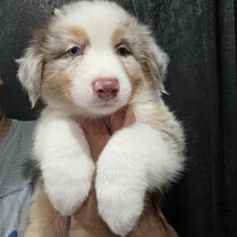 Red Merle Boy 2 - Red merle male Australian Shepherd puppy in Turlock, California from Cherangani Hills Australian Shepherds