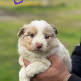 Erin - Red merle female Border Collie puppy in Sanger, California from Flying M Cactus Ranch Buddies