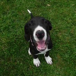 Great Danes from Cortney's Great Danes