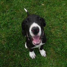 Great Danes from Cortney's Great Danes