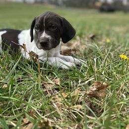 German Shorthaired Pointer Puppies from Pilgrims Trails Pointers