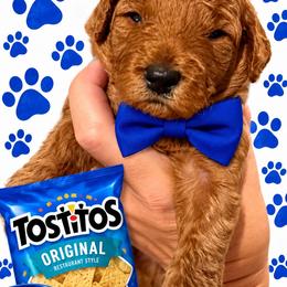 Tostito - Red  male Goldendoodle puppy in Coats, North Carolina from TH.EM Doodles