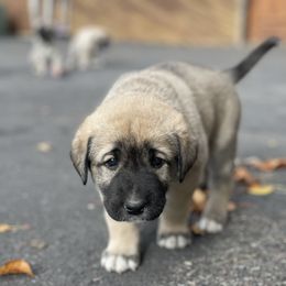 Anatolian Shepherd Dog Puppies from Wild Rooster Family Farm (AKC Anatolians OFA Hips Tested)