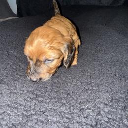 Dachshund Puppies from It’s just a wiener dachshund