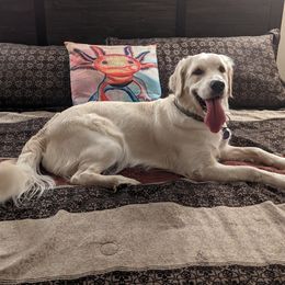 Faith - Golden Retriever