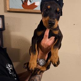Male 2 Black-Rust - Black and rust male Doberman Pinscher puppy in Mc Cook, Nebraska from Morningstar Kennel