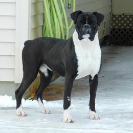 Ego - Boxer