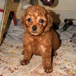 Lime Collar Boy - Red  male Goldendoodle puppy in Meridian, Mississippi from Magnolia Poodles and Doodles
