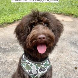 Aussiedoodle Puppies from Dani's Dandy Doodles