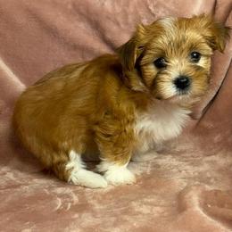 Merlot - Red female Havanese puppy in Maryville, Missouri from Dreamworks Havanese