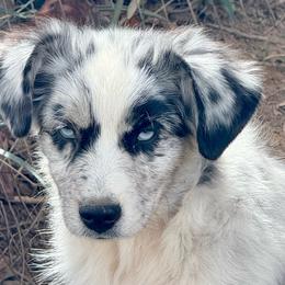 Cosmo - Blue merle male Miniature Australian Shepherd puppy in Patterson, North Carolina from DreamLine Aussies
