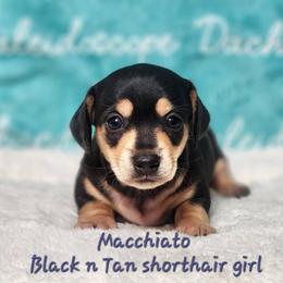 Macchiato - Black and tan female Dachshund puppy in Mount Sherman, Kentucky from Kaleidoscope Dachshunds and Whippets