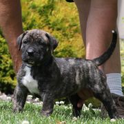 Blue Collar - Tiger male Perro de Presa Canario puppy in Pocahontas, Illinois from Cabeza Grande Kennel