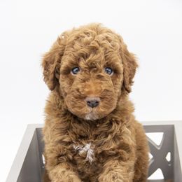 Assorted Doodle Crosses, Bernedoodle, Double Doodle, Goldendoodle, Labradoodle, and Whoodle Puppies from Our Little Farm Life Doodles